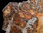 Gorgeous Araucaria Petrified Wood Slab - #6782-1